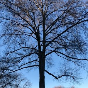 Meet your Posher, Bruce